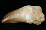 Monster Mosasaur Tooth - Largest We've Had #13565-1